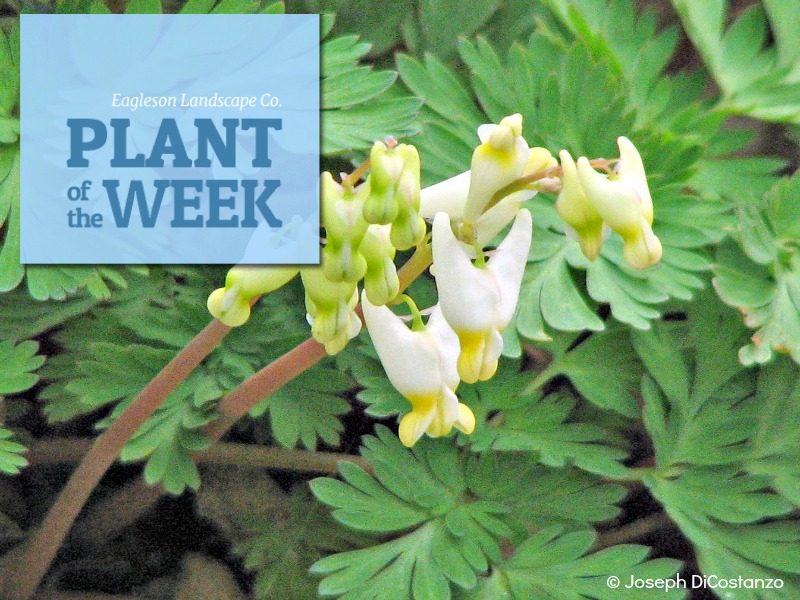 Read more about the article Plant of the Week – Dutchman’s Breeches