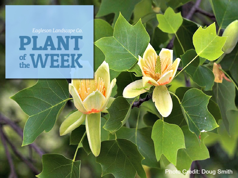 Read more about the article Plant of the Week – Tulip Poplar