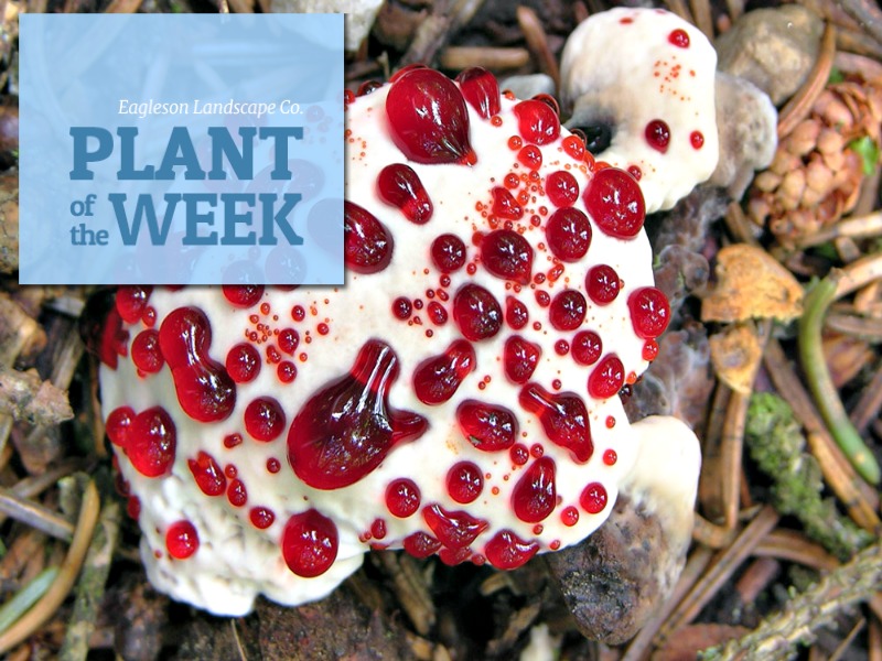 Read more about the article Plant of the Week – Hydnellum peckii