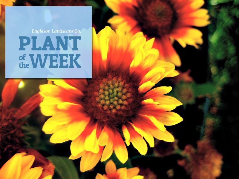 Read more about the article Plant of the Week – Blanket Flower