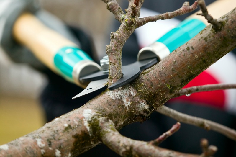 Pruning Tips | Eagleson Landscape Company