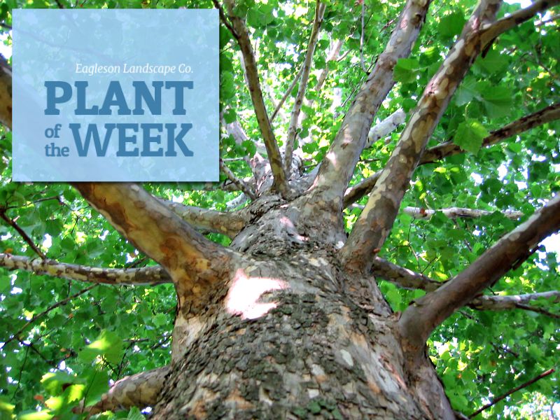 Read more about the article Plant of the Week – Sycamore