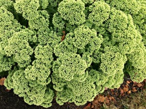 Sedum flower head just before it blooms. Even without color it is still beautiful!
