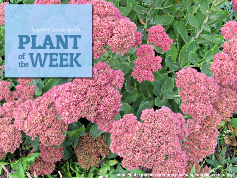 Read more about the article Plant of the Week – Sedum
