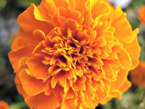 Marigold Bloom