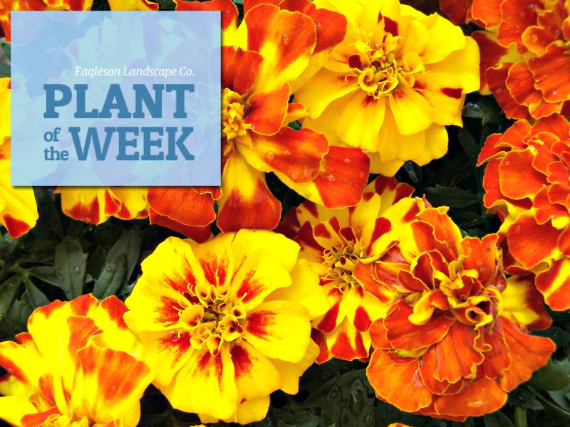 Read more about the article Plant of the Week – Marigolds
