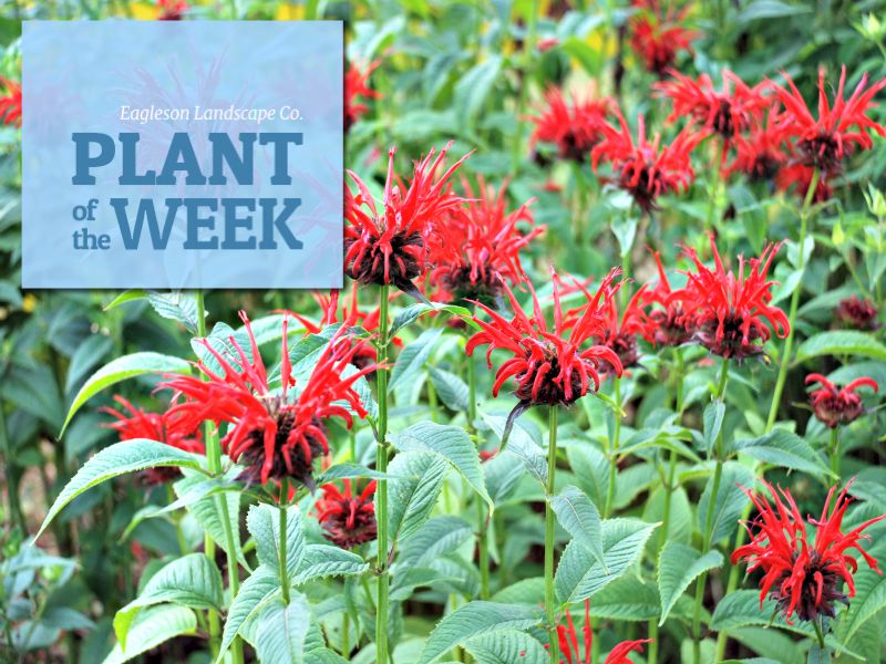 Read more about the article Plant of the Week – Bee Balm