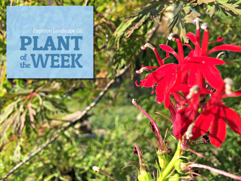 Read more about the article Plant of the Week – Cardinal Flower