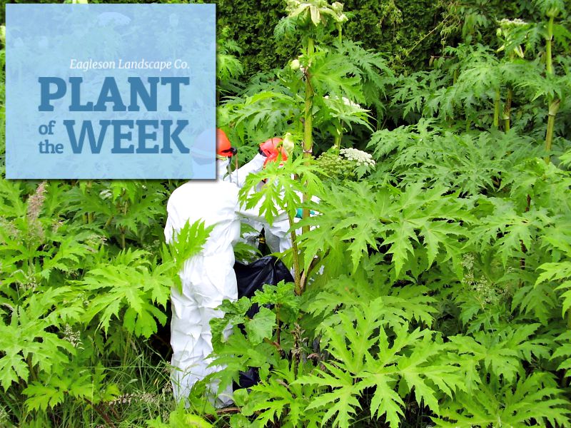 Read more about the article Plant of the Week – Giant Hogweed