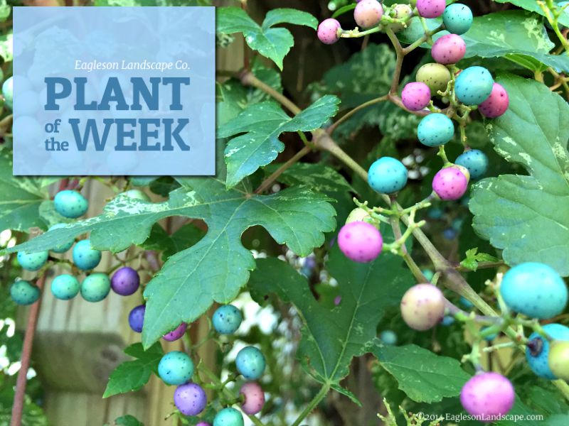 Read more about the article Plant of the Week – Porcelainberry