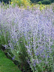 Russian Sage in Bloom