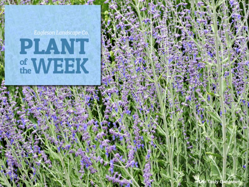 Read more about the article Plant of the Week – Russian Sage