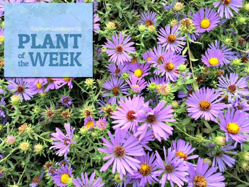Read more about the article Plant of the Week – Aster