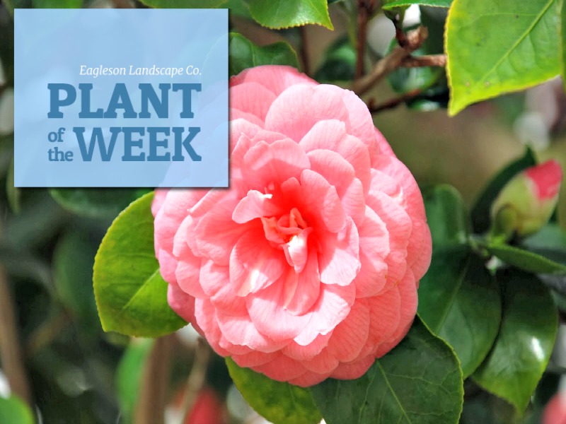 Read more about the article Plant of the Week – Middlemist Red