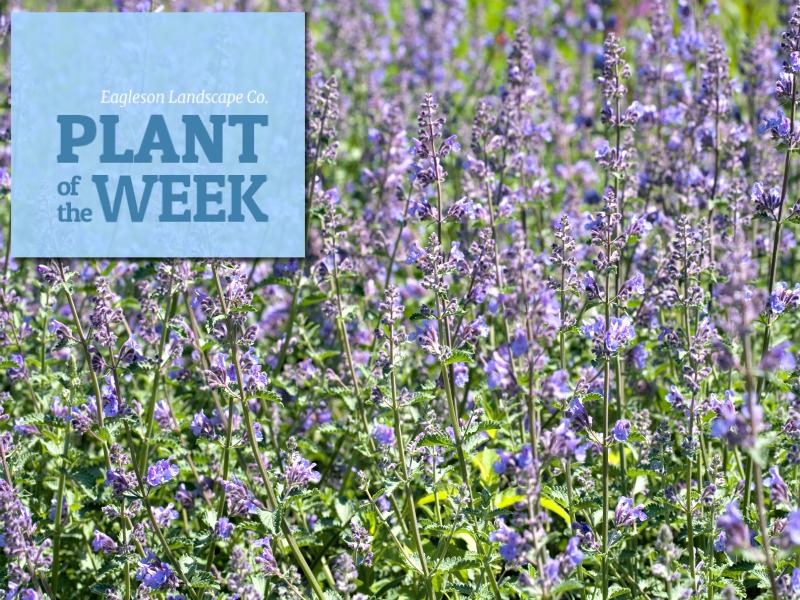 Read more about the article Plant of the Week – Catmint