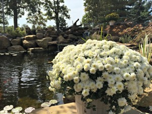 Chrysanthemum by the Pond