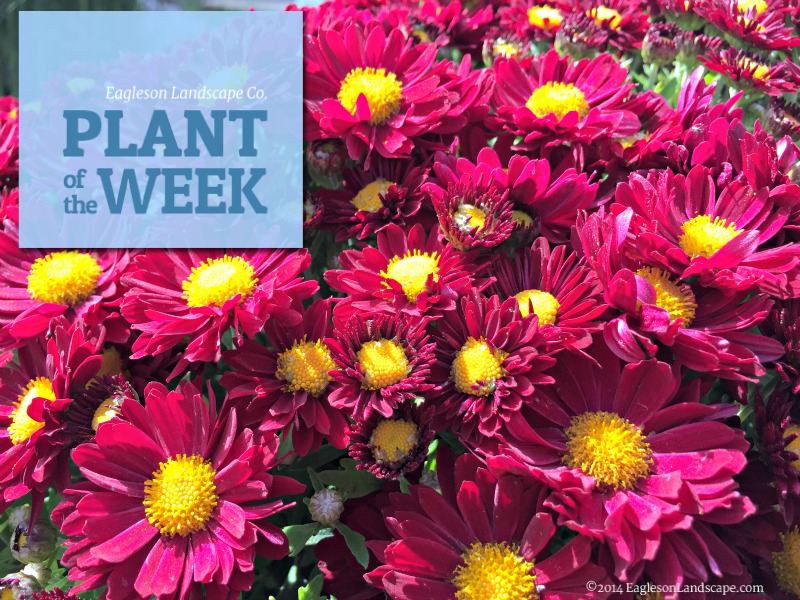 Read more about the article Plant of the Week – Chrysanthemum