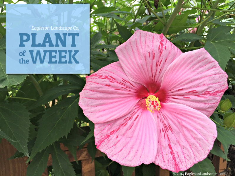 Read more about the article Plant of the Week – Hibiscus