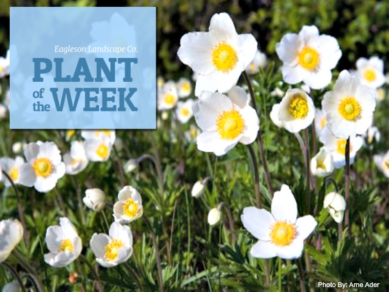 Read more about the article Plant of the Week – Windflower
