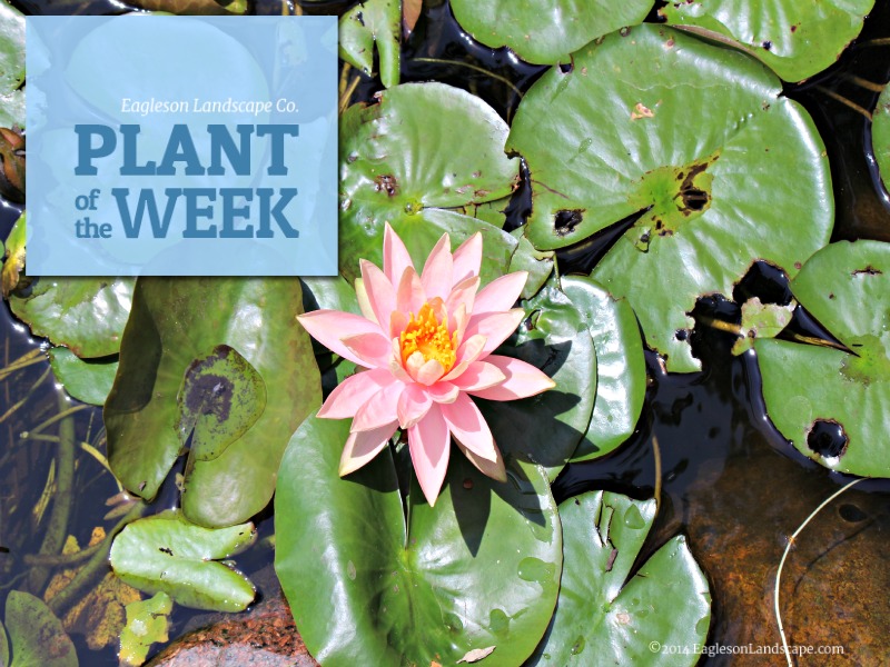 Read more about the article Plant of the Week – Waterlily ‘Colorado’