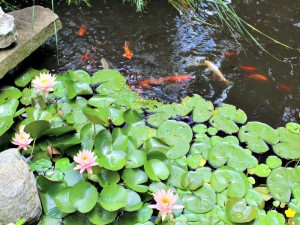 Waterlily with Koi