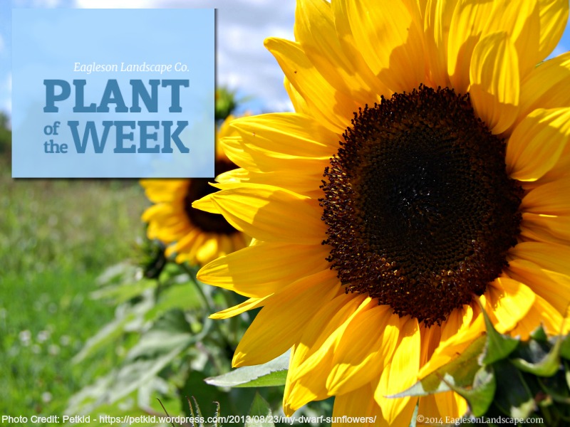 Read more about the article Plant of the Week – Sunflower