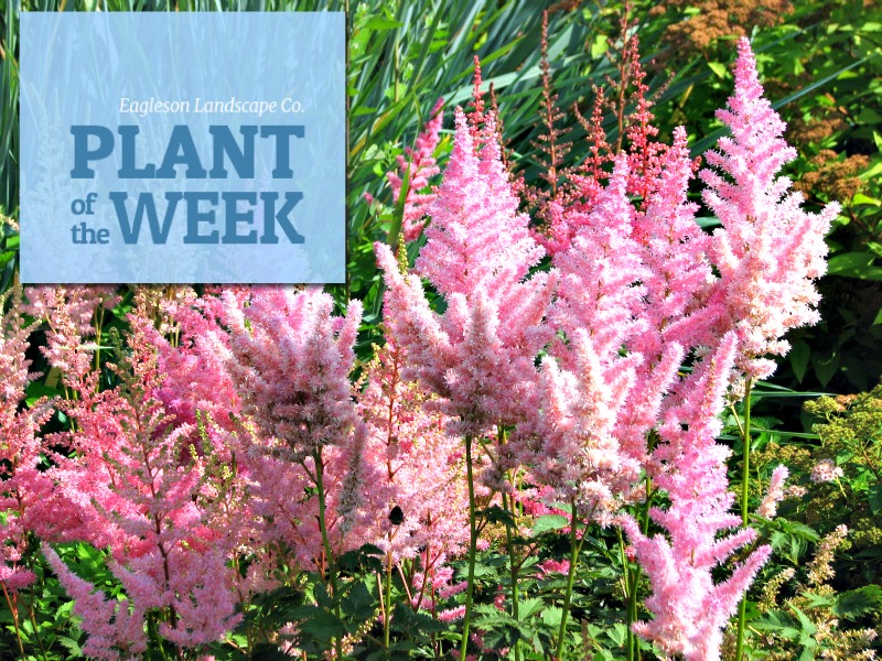 Read more about the article Plant of the Week – False Spirea