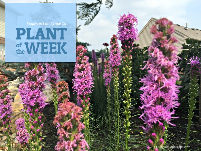 Read more about the article Plant of the Week – Gayfeather