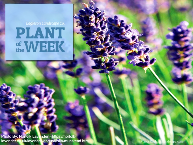 Read more about the article Plant of the Week – English Lavender