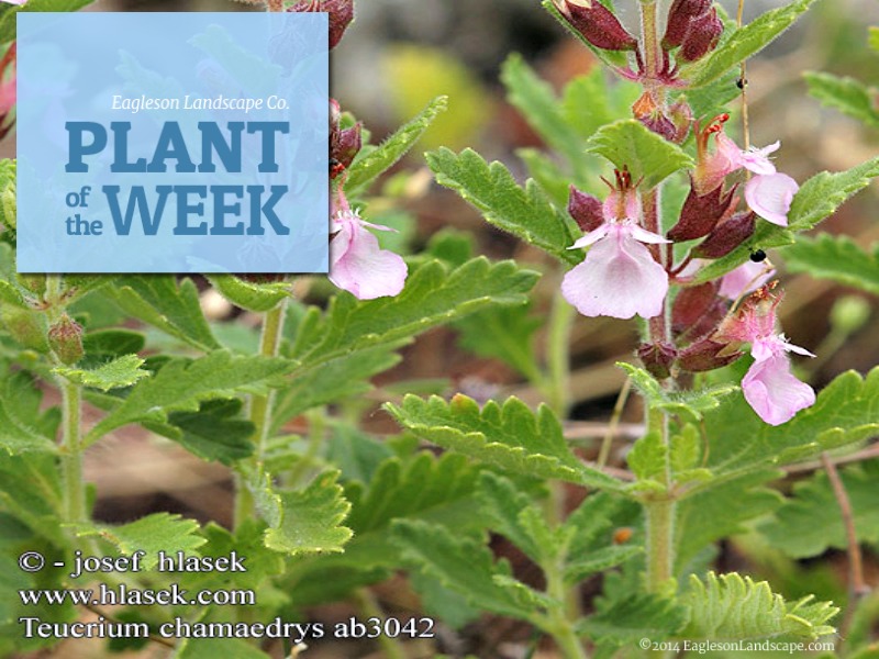 Read more about the article Plant of the Week – Germander