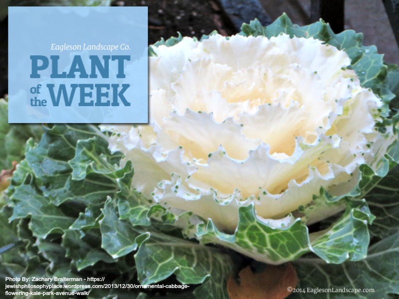 Read more about the article Plant of the Week – Ornamental Kale