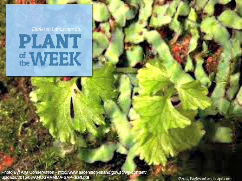 Read more about the article Plant of the Week – Ascension Island Parsley Fern