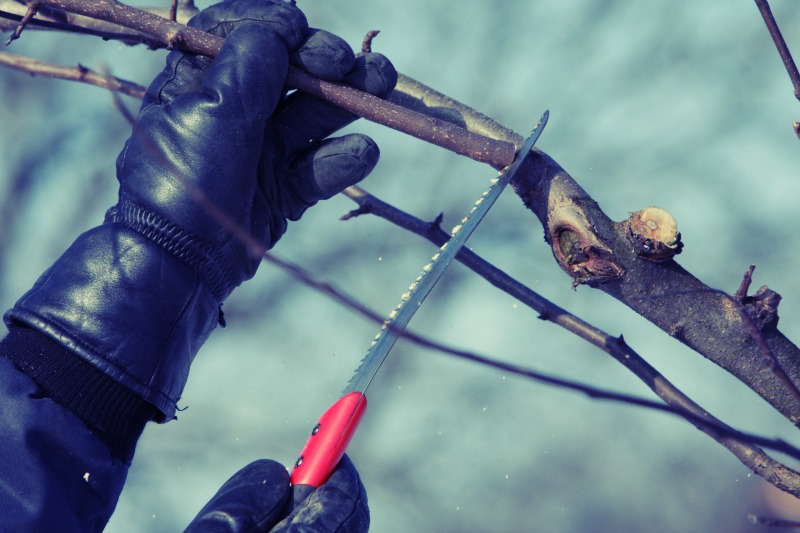 Pruning in Winter | Eagleson Landscape Co.ac