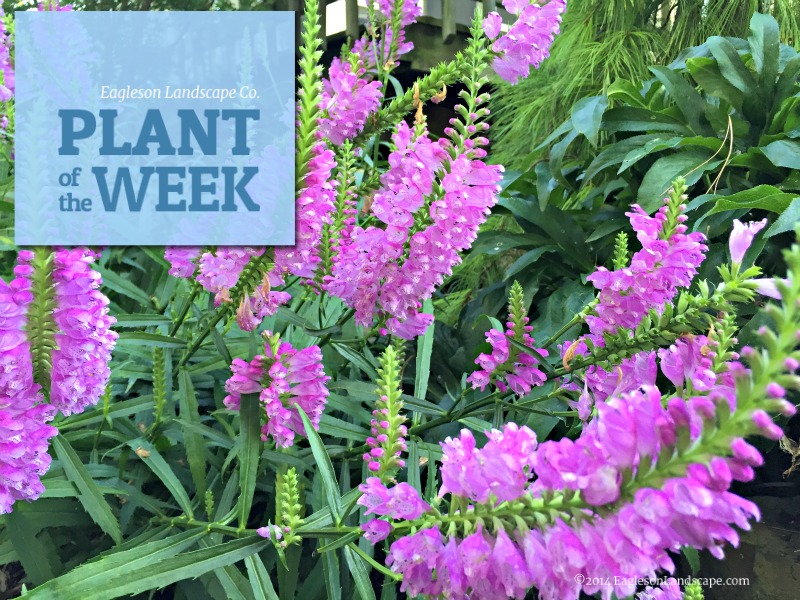 Read more about the article Plant of the Week – Obedient Plant