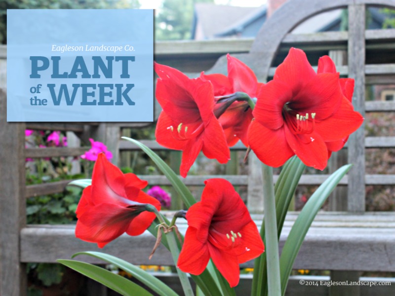 Read more about the article Plant of the Week – Amaryllis