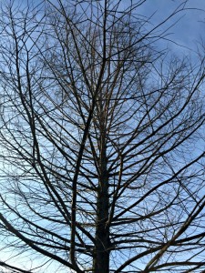 Winter Bald Cypress
