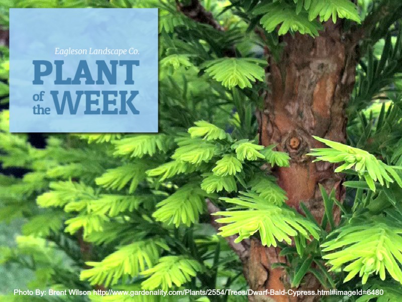 Read more about the article Plant of the Week – Bald Cypress
