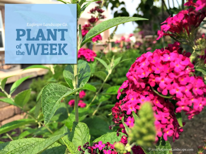 Read more about the article Plant of the Week – Butterfly Bush