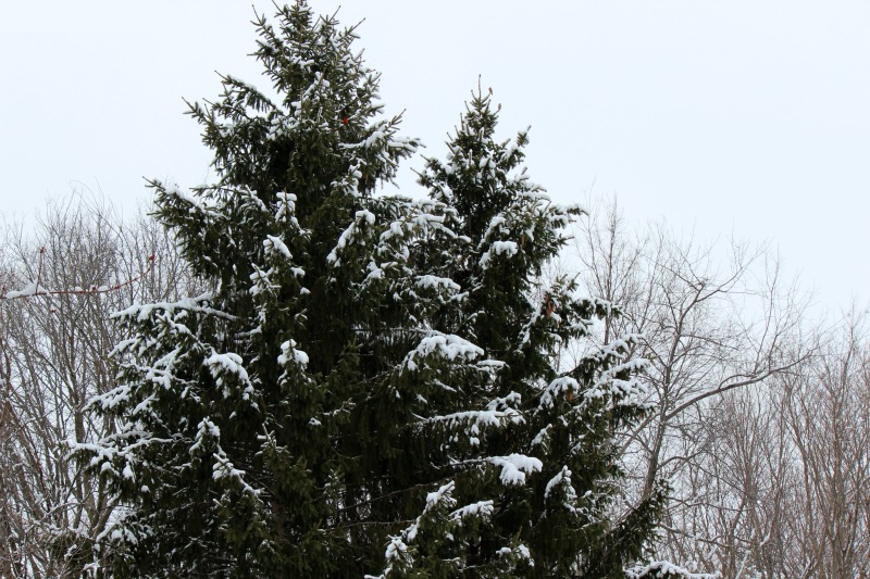 Evergreens in Winter Landscapes