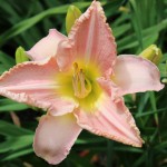 color in landscapes _pink Daylily