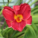 color in landscapes _red daylilly