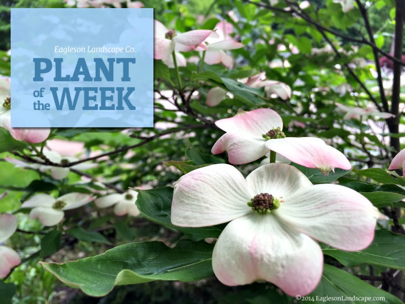 Read more about the article Plant of the Week – Dogwood