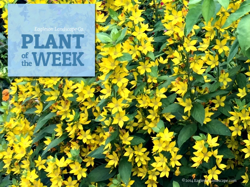 Read more about the article Plant of the Week – St. John’s Wort