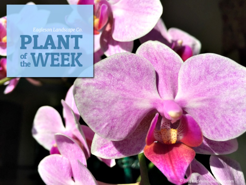 Read more about the article Plant of the Week – Orchid