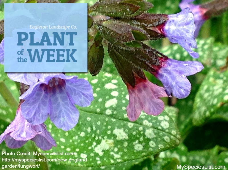 Read more about the article Plant of the Week – Lungwort