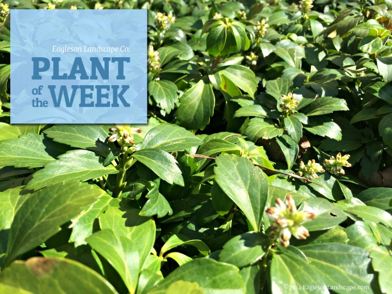 Read more about the article Plant of the Week – Japanese Spurge
