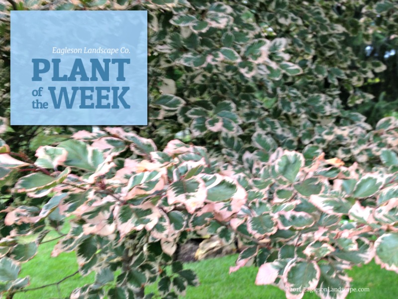 Read more about the article Plant of the Week – Tricolor Beech