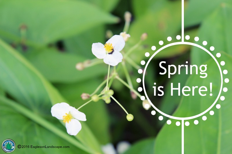 Read more about the article Happy First Day of Spring!