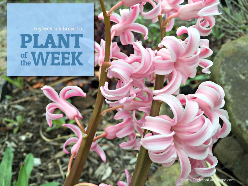Read more about the article Plant of the Week (Home Ideas Edition) – Hyacinth