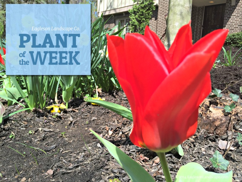 Read more about the article Plant of the Week – Tulip